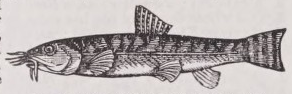 Loach