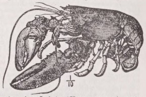 Lobster