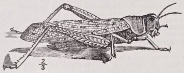 Locust