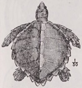 Loggerhead
