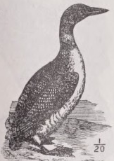 Loon