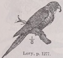 Lory