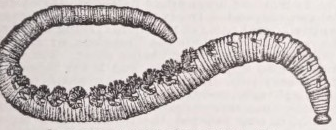 Lugworm