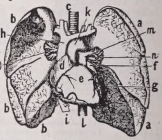 Lung