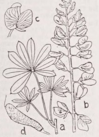 Lupine