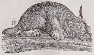 Lynx