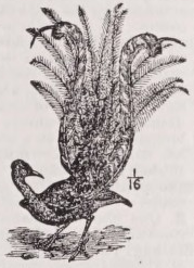 Lyre bird