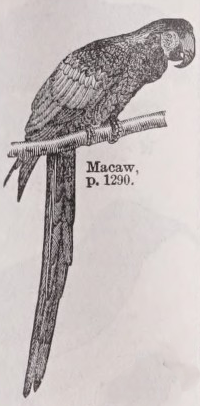 Macaw