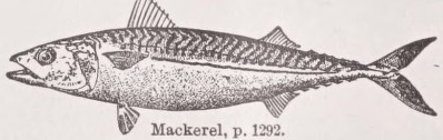 Mackerel