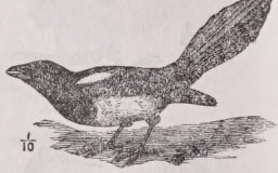 Magpie