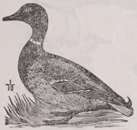 Mallard