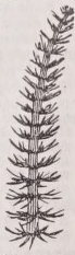 Mare's-tail