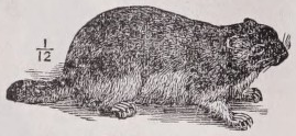 Marmot