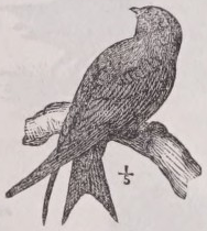 Martin