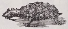 Matamata