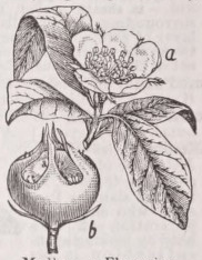 Medlar
