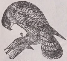 Merlin