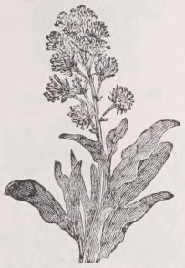 Mignonette