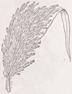 Millet