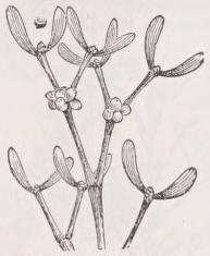 Mistletoe