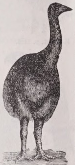 Moa