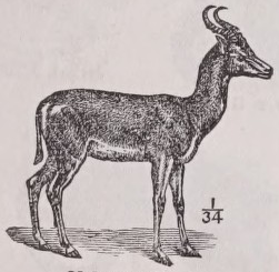 Mohr