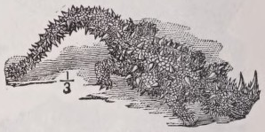 Moloch