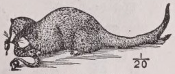 Mongoos