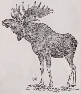 Moose