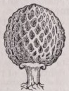 Morel
