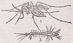 Mosquito