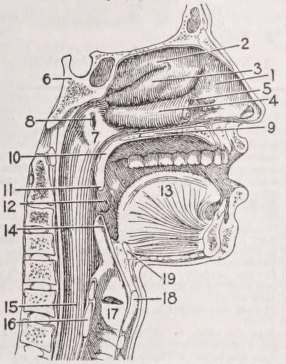 Mouth