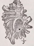 Murex