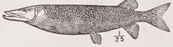 Muskellunge