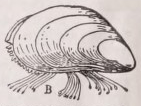 Mussel