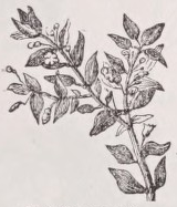 Myrtle
