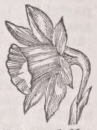 Narcissus