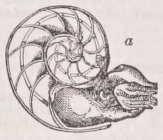 Nautilus