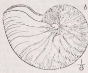 Nautilus