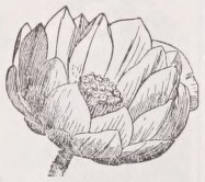 Nelumbo