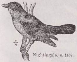 Nightingale