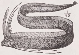 Oarfish