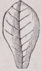 Obovate