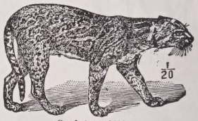 Ocelot
