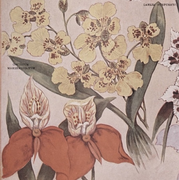 Oncidium