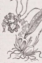 Oncidium