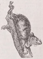 Opossum