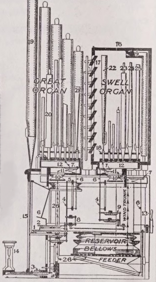 Organ