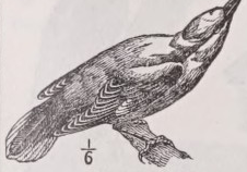 Oriole