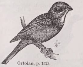 Ortolan